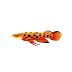 Polka Dot Killifish